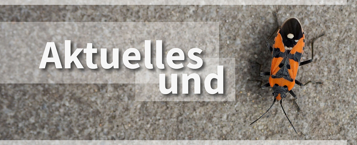 Aktuelles und Bugs.
