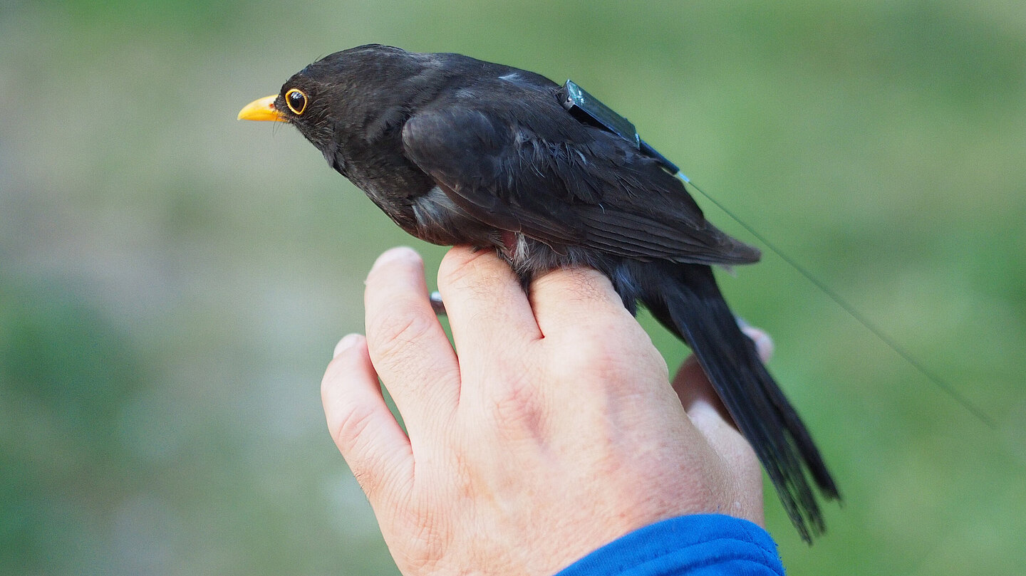 Amsel mit ICARUS-Tag Auf dem Rücken einer Amsel ist ein ICARUS-Tag befestigt